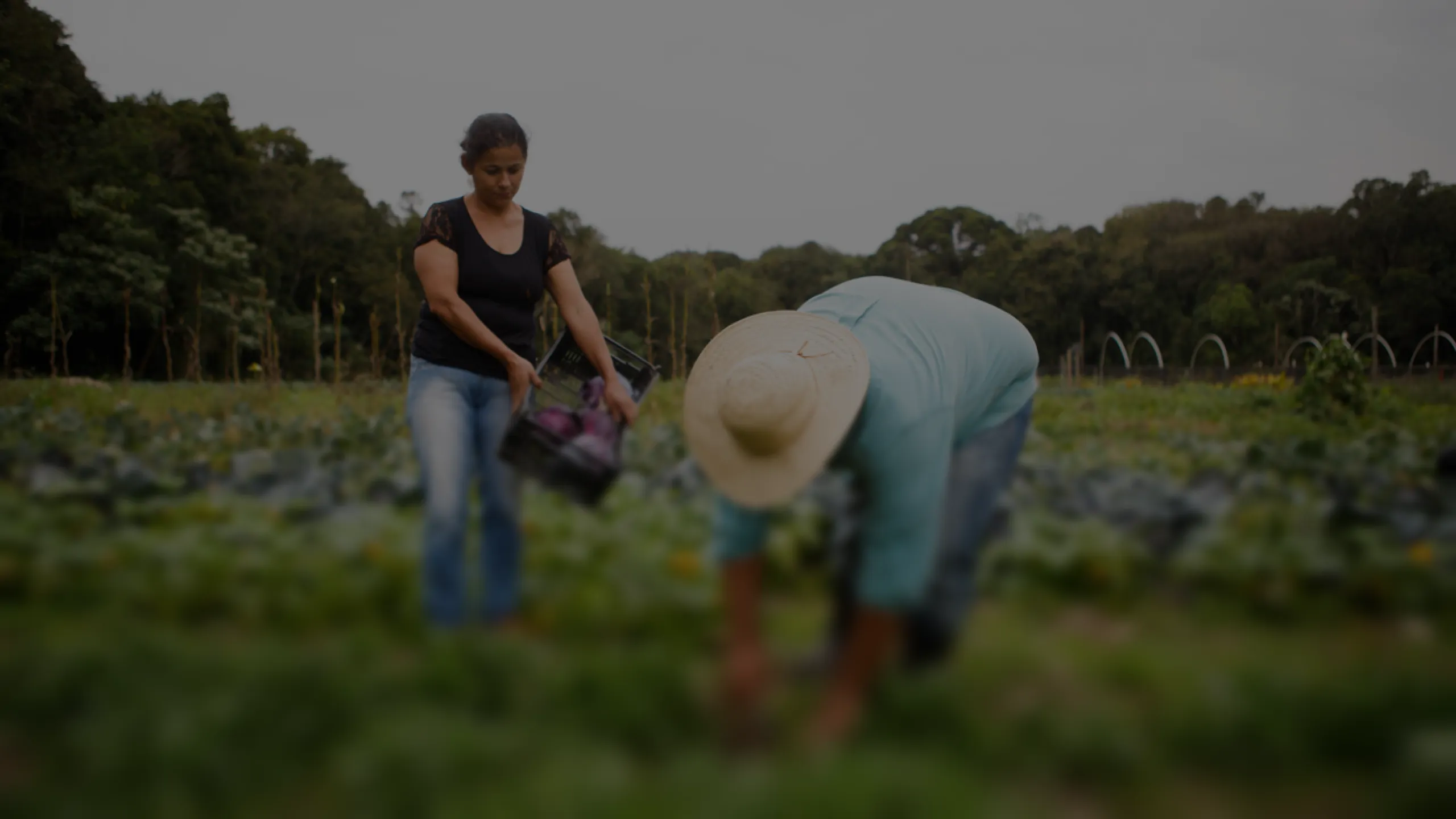 PROGRAM_CARD_FAMILY_FARMING_TITLE_KEY